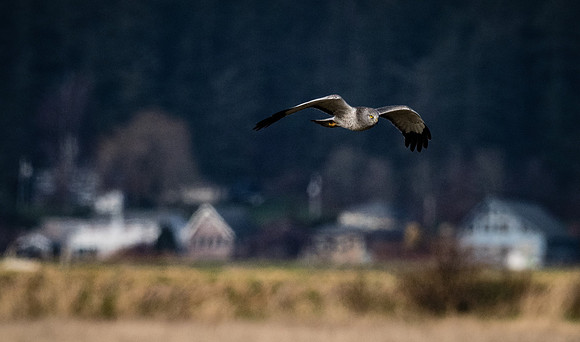 Skagit Valley 1-21-19-7