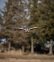Skagit Valley 1-21-19-11