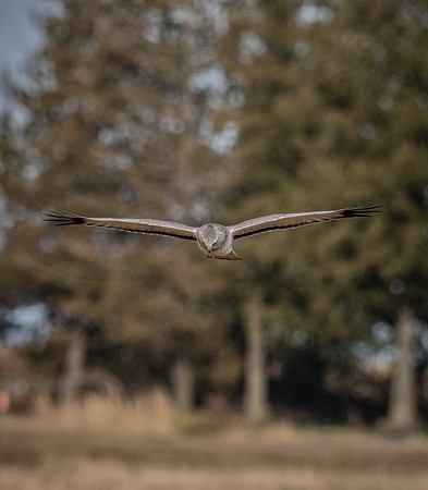 Skagit Valley 1-21-19-11