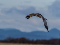 Skagit Valley 1-21-19-12