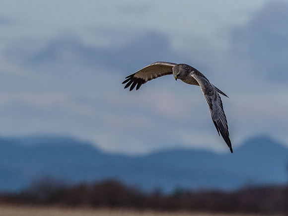 Skagit Valley 1-21-19-12