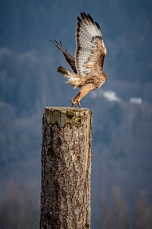 Skagit Valley 1-21-19-18