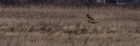 Skagit Valley 1-21-19-4