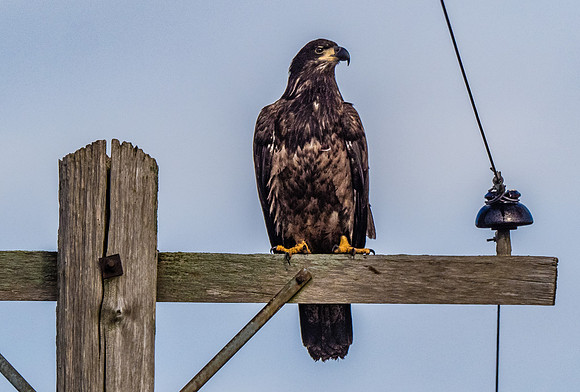Skagit Valley 1-21-19-17