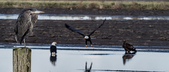 Skagit Valley 1-21-19-2