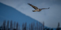 Skagit Valley 1-21-19-8