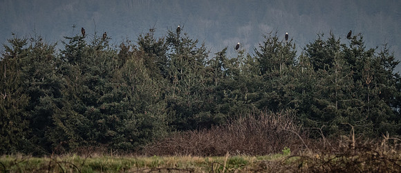 Skagit Valley 1-21-19-31