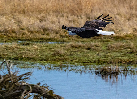 Skagit Valley 1-21-19-23