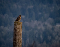 Skagit Valley 1-21-19-15