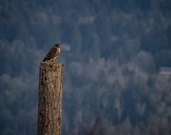 Skagit Valley 1-21-19-15