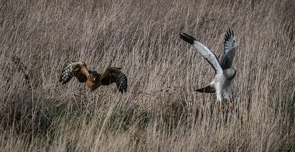 Skagit Valley 1-21-19-24