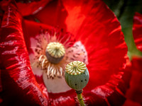 Bainbridge Island Flowers