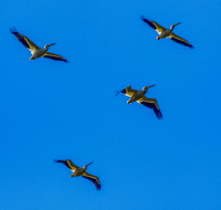 Ridgefield & Sauvie Island Wildlife Refuge's October 2018-5