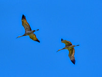 Ridgefield & Sauvie Island Wildlife Refuge's October 2018-15