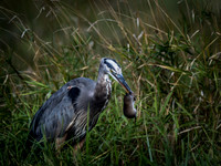 Ridgefield & Sauvie Island Wildlife Refuge's October 2018-2