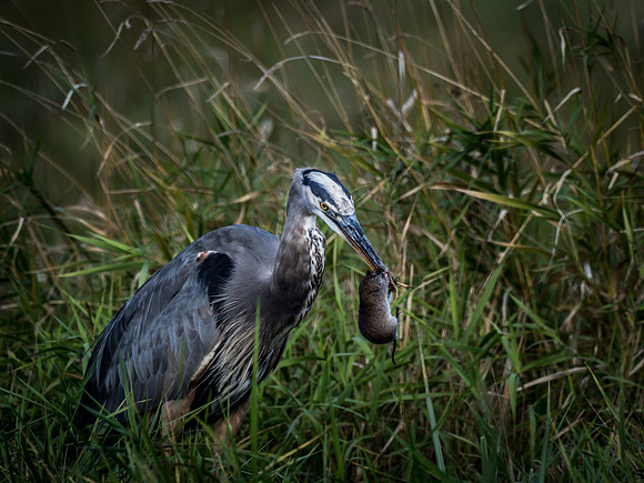 Ridgefield & Sauvie Island Wildlife Refuge's October 2018-2