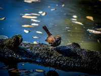Ridgefield & Sauvie Island Wildlife Refuge's October 2018-16
