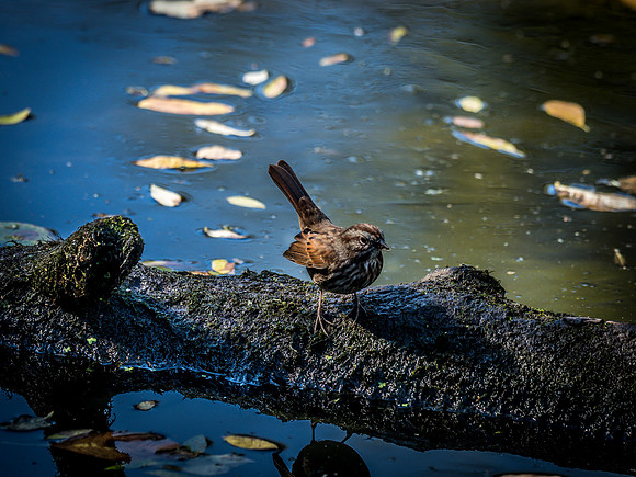 Ridgefield & Sauvie Island Wildlife Refuge's October 2018-16