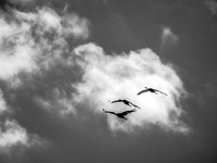 Ridgefield & Sauvie Island Wildlife Refuge's October 2018-13