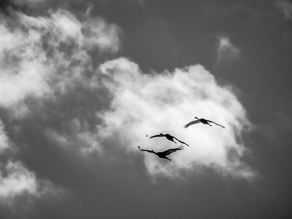 Ridgefield & Sauvie Island Wildlife Refuge's October 2018-13