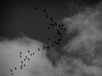 Ridgefield & Sauvie Island Wildlife Refuge's October 2018-11