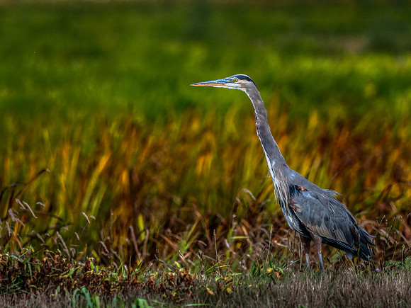 Ridgefield & Sauvie Island Wildlife Refuge's October 2018-18