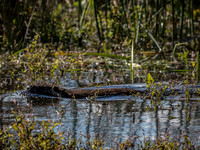 Ridgefield & Sauvie Island Wildlife Refuge's October 2018-8