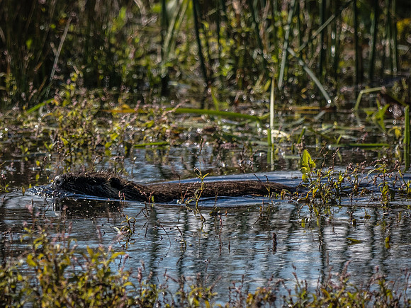Ridgefield & Sauvie Island Wildlife Refuge's October 2018-8