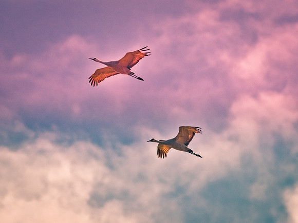 Ridgefield & Sauvie Island Wildlife Refuge's October 2018-14