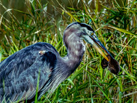 Ridgefield & Sauvie Island Wildlife Refuge's October 2018-3