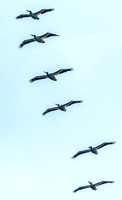 Ridgefield & Sauvie Island Wildlife Refuge's October 2018-4