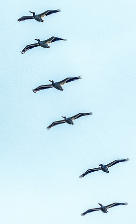 Ridgefield & Sauvie Island Wildlife Refuge's October 2018-4