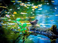 Ridgefield & Sauvie Island Wildlife Refuge's October 2018-17