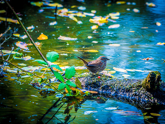 Ridgefield & Sauvie Island Wildlife Refuge's October 2018-17