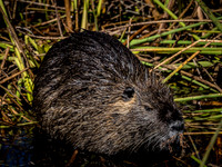 Ridgefield & Sauvie Island Wildlife Refuge's October 2018-9
