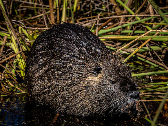 Ridgefield & Sauvie Island Wildlife Refuge's October 2018-9