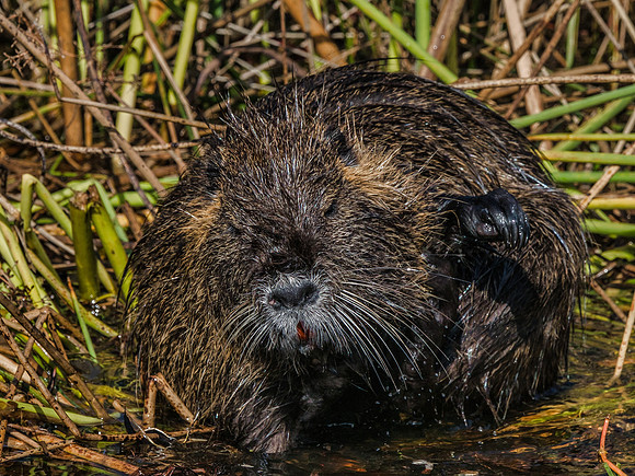 Ridgefield & Sauvie Island Wildlife Refuge's October 2018-10