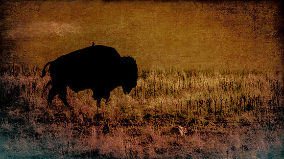 bison barn texturized
