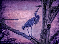 heron florida textured