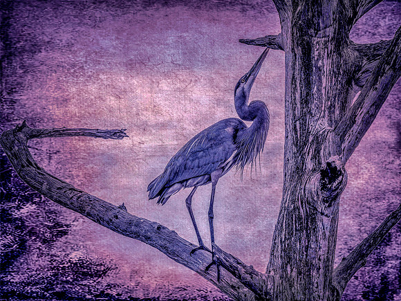 heron florida textured