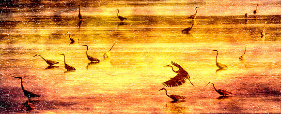 herons