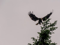 Seabeck, WA 6-11-2023