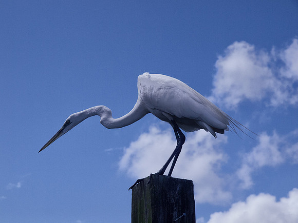 Birds of Florida 2012-17