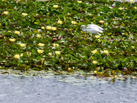 Birds of Florida 2012-6