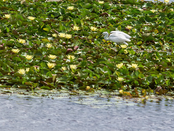 Birds of Florida 2012-6