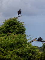 Birds of Florida 2012-4