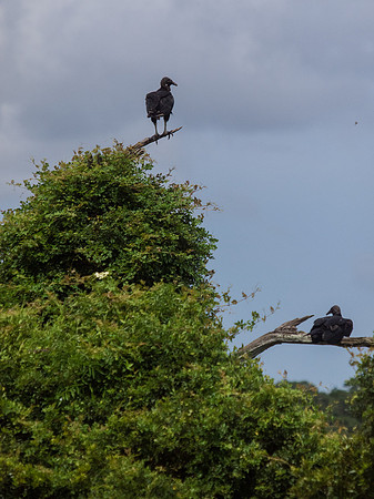 Birds of Florida 2012-4
