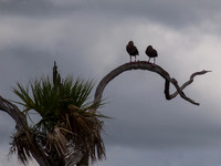 Birds of Florida 2012-11
