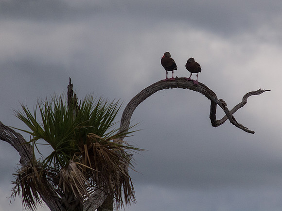 Birds of Florida 2012-11
