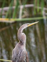 Birds of Florida 2012-3